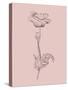 Poppy Blush Pink Flower-Jasmine Woods-Stretched Canvas