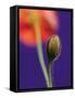 Poppy Bud, 1996-Norman Hollands-Framed Stretched Canvas
