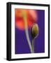 Poppy Bud, 1996-Norman Hollands-Framed Photographic Print