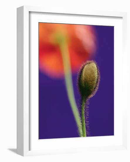 Poppy Bud, 1996-Norman Hollands-Framed Photographic Print