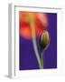 Poppy Bud, 1996-Norman Hollands-Framed Photographic Print