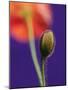 Poppy Bud, 1996-Norman Hollands-Mounted Photographic Print