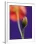 Poppy Bud, 1996-Norman Hollands-Framed Photographic Print