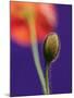 Poppy Bud, 1996-Norman Hollands-Mounted Photographic Print