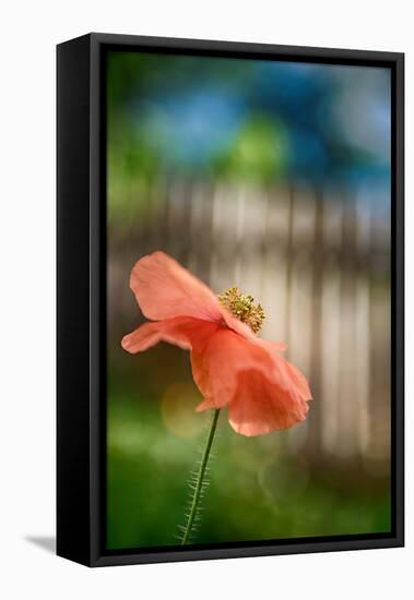 Poppy By the Fence-Ursula Abresch-Framed Stretched Canvas