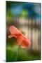 Poppy By the Fence-Ursula Abresch-Mounted Photographic Print