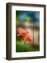 Poppy By the Fence-Ursula Abresch-Framed Photographic Print