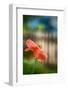 Poppy By the Fence-Ursula Abresch-Framed Photographic Print