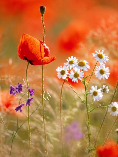 Poppy, camomile and larkspur-Herbert Kehrer-Stretched Canvas