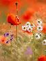 Poppy, camomile and larkspur-Herbert Kehrer-Stretched Canvas