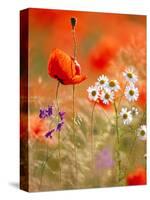 Poppy, camomile and larkspur-Herbert Kehrer-Stretched Canvas