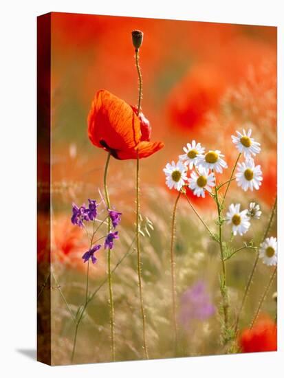 Poppy, camomile and larkspur-Herbert Kehrer-Stretched Canvas