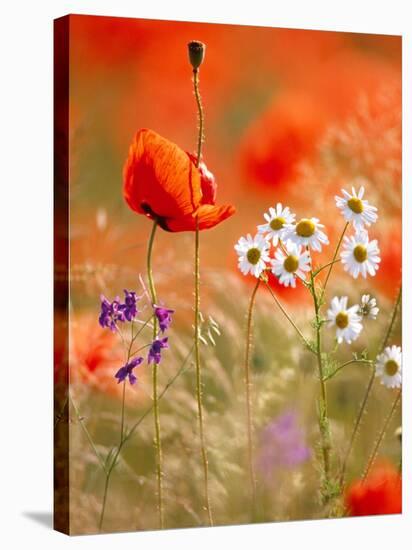 Poppy, camomile and larkspur-Herbert Kehrer-Stretched Canvas