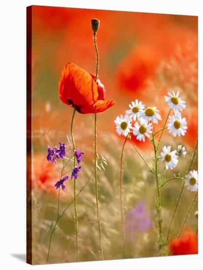 Poppy, camomile and larkspur-Herbert Kehrer-Stretched Canvas