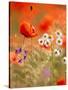 Poppy, camomile and larkspur-Herbert Kehrer-Stretched Canvas