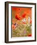 Poppy, camomile and larkspur-Herbert Kehrer-Framed Premium Photographic Print