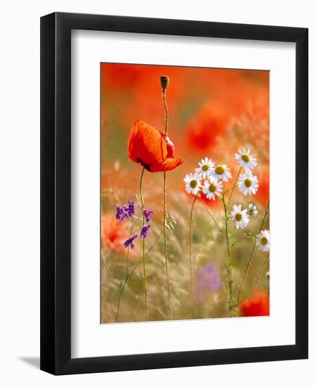 Poppy, camomile and larkspur-Herbert Kehrer-Framed Premium Photographic Print