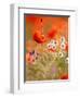 Poppy, camomile and larkspur-Herbert Kehrer-Framed Premium Photographic Print