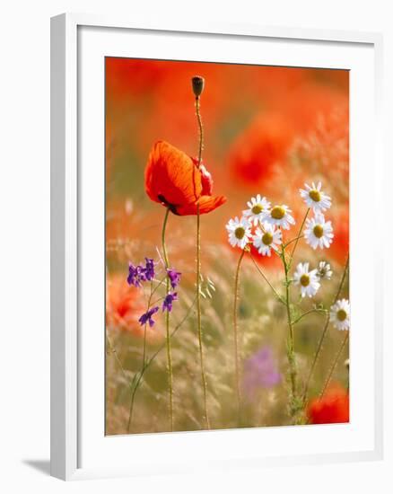 Poppy, camomile and larkspur-Herbert Kehrer-Framed Photographic Print