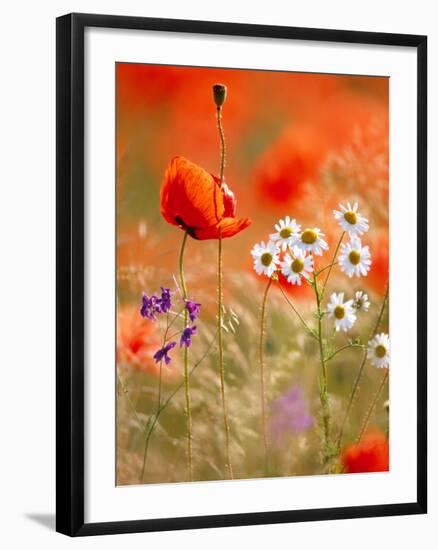 Poppy, camomile and larkspur-Herbert Kehrer-Framed Photographic Print