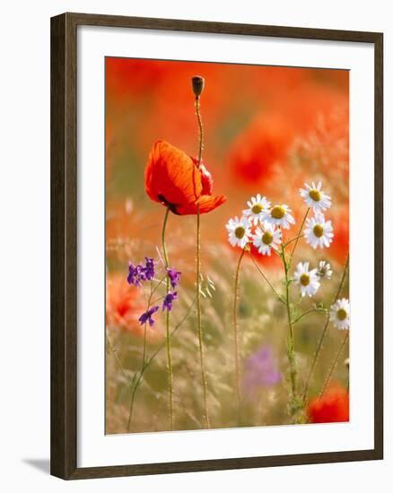 Poppy, camomile and larkspur-Herbert Kehrer-Framed Photographic Print