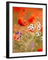 Poppy, camomile and larkspur-Herbert Kehrer-Framed Photographic Print