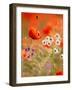 Poppy, camomile and larkspur-Herbert Kehrer-Framed Photographic Print