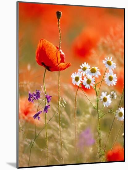 Poppy, camomile and larkspur-Herbert Kehrer-Mounted Photographic Print