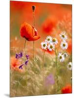 Poppy, camomile and larkspur-Herbert Kehrer-Mounted Photographic Print