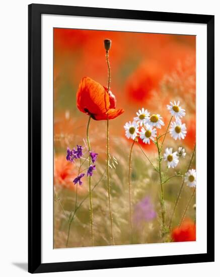 Poppy, camomile and larkspur-Herbert Kehrer-Framed Photographic Print