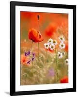 Poppy, camomile and larkspur-Herbert Kehrer-Framed Photographic Print