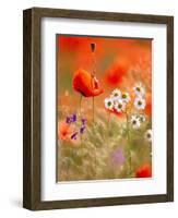 Poppy, camomile and larkspur-Herbert Kehrer-Framed Photographic Print