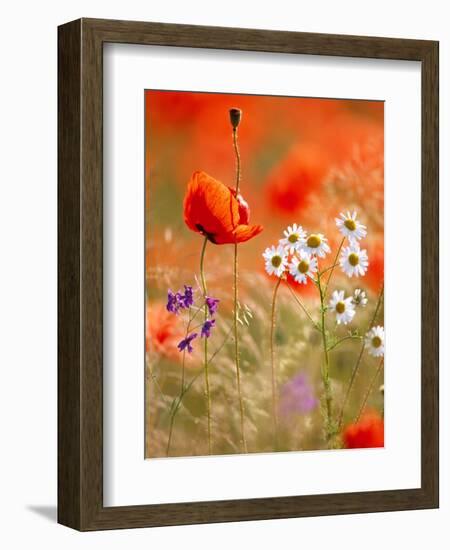 Poppy, camomile and larkspur-Herbert Kehrer-Framed Photographic Print