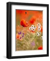 Poppy, camomile and larkspur-Herbert Kehrer-Framed Photographic Print