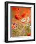 Poppy, camomile and larkspur-Herbert Kehrer-Framed Photographic Print