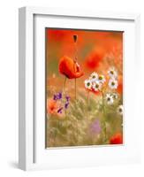 Poppy, camomile and larkspur-Herbert Kehrer-Framed Photographic Print