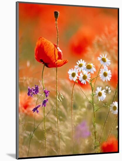 Poppy, camomile and larkspur-Herbert Kehrer-Mounted Photographic Print