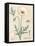 Poppy Chart Linen-Sue Schlabach-Framed Stretched Canvas