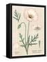 Poppy Chart Linen-Sue Schlabach-Framed Stretched Canvas