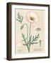 Poppy Chart Linen-Sue Schlabach-Framed Art Print