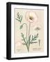 Poppy Chart Linen-Sue Schlabach-Framed Art Print