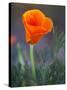 Poppy Close Up, Antelope Valley Near Lancaster, California, Usa-Jamie & Judy Wild-Stretched Canvas