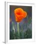 Poppy Close Up, Antelope Valley Near Lancaster, California, Usa-Jamie & Judy Wild-Framed Photographic Print