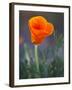 Poppy Close Up, Antelope Valley Near Lancaster, California, Usa-Jamie & Judy Wild-Framed Photographic Print