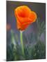 Poppy Close Up, Antelope Valley Near Lancaster, California, Usa-Jamie & Judy Wild-Mounted Photographic Print