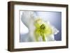 Poppy, Close Up-Hawi-Framed Photographic Print