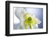 Poppy, Close Up-Hawi-Framed Photographic Print