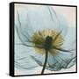 Poppy Close-Up-Albert Koetsier-Framed Stretched Canvas