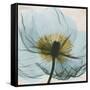 Poppy Close-Up-Albert Koetsier-Framed Stretched Canvas