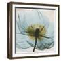 Poppy Close-Up-Albert Koetsier-Framed Art Print